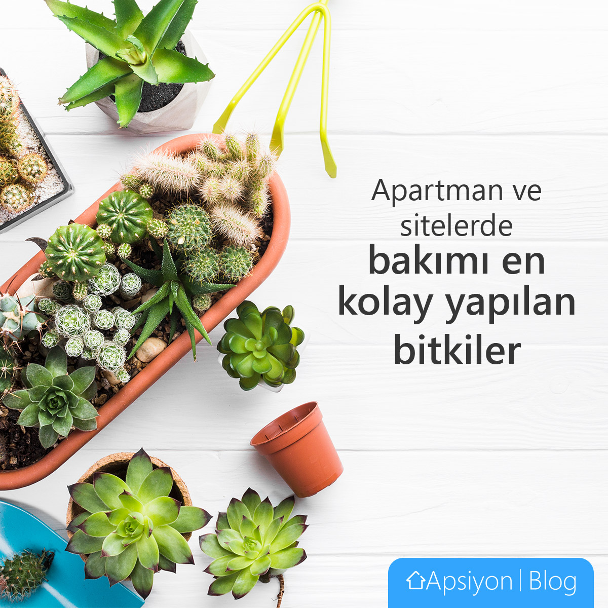 Apartmanda Bakımı En Kolay Bitkiler