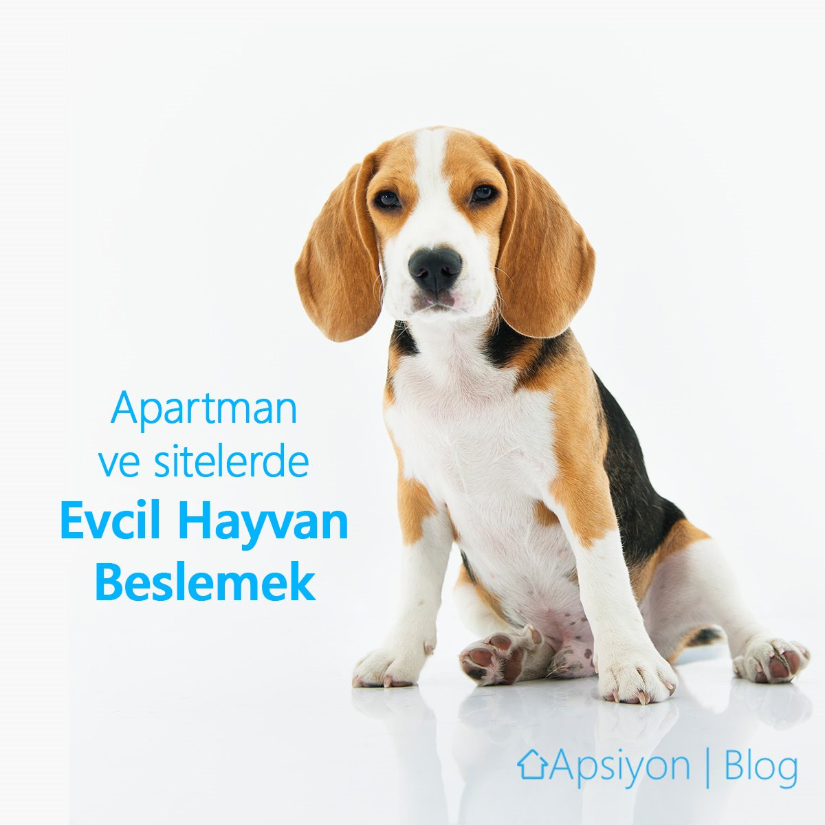 Apartman ve Site Yaşamında Evcil Hayvan Beslenmesi